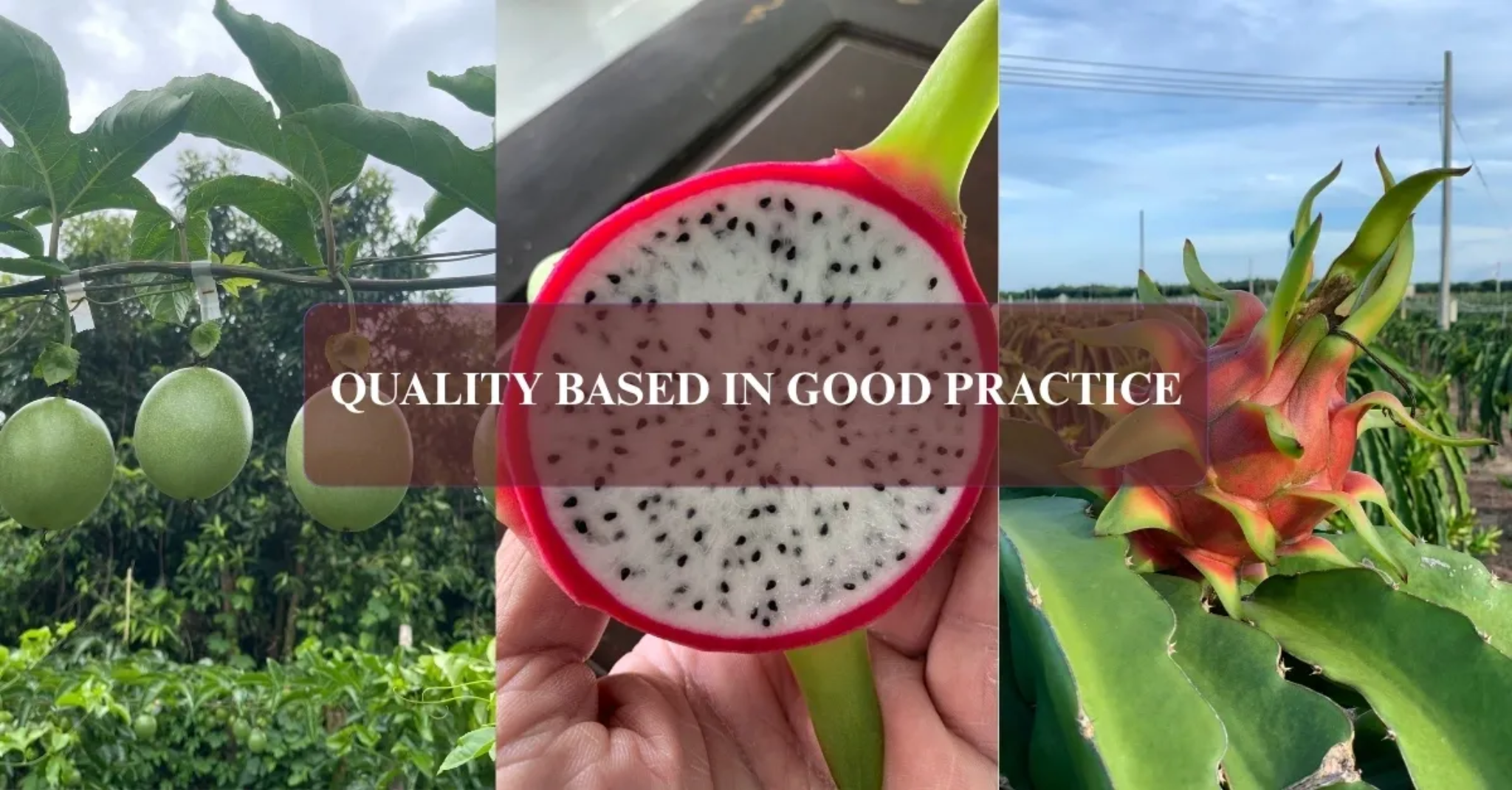 Quality based in good practice banner featuring passion fruit and dragon fruit