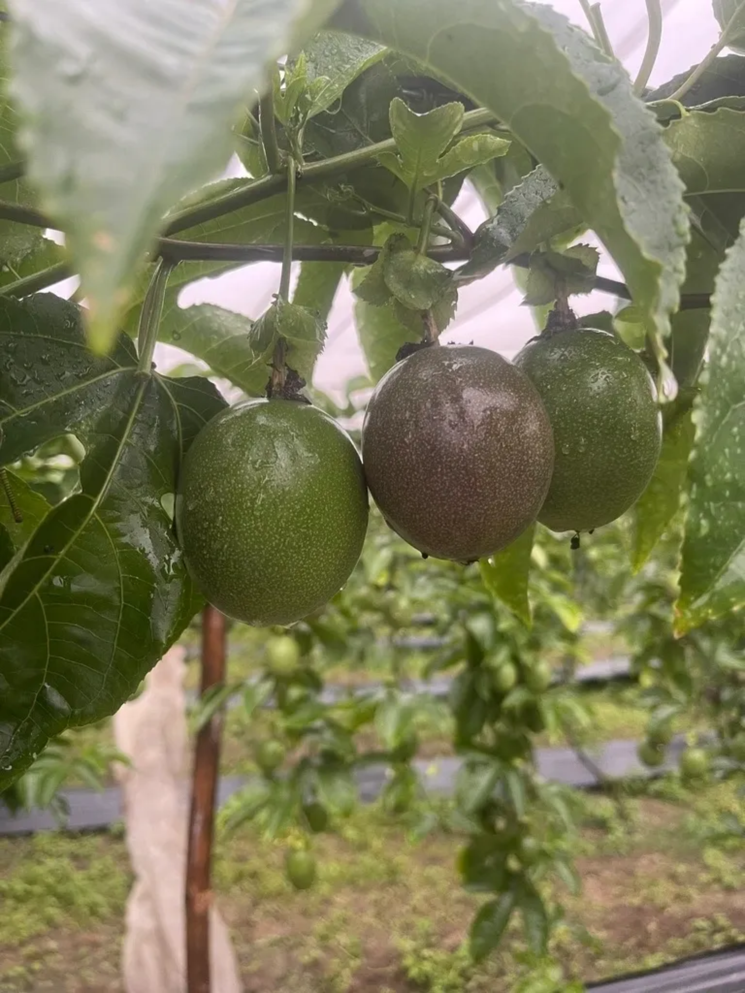 Passion fruit on the vine showing resilient production in Vietnam